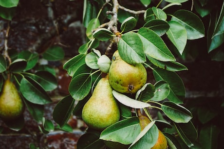 如何搭配梨以及其煮法，帮助止咳化痰