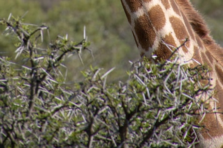 长颈鹿：草原上的“绅士”