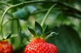 品尝新鲜草莓，感受自然之美