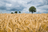 大麦穗受灾，西北地区小麦将受影响
