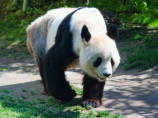 探访四川大熊猫基地