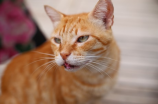 猫薄荷：猫咪们的最爱