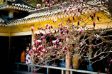 彭祖园：四川凉山少数民族的民俗文化花园