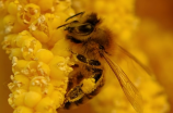 蜂花粉的作用与功效